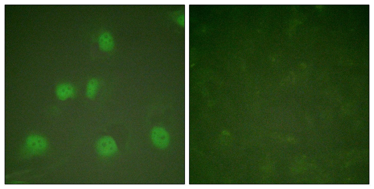 Polyclonal Rabbit anti-Human CUL1 / Cullin 1 Antibody (IHC, IF, WB)