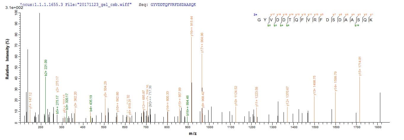 Human HLA-A Protein (Recombinant 6His, N-terminus)