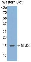 REG3A Antibody (aa40-164, Biotin)