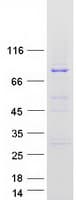 Human RASGRP3 / GRP3 Protein (Recombinant Myc-DDK (Flag))