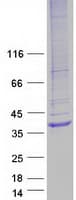 Human HVCN1 / HV1 Protein (Recombinant Myc-DDK (Flag))