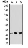 Polyclonal Rabbit anti-Human MFGE8 /Lactadherin Antibody (Internal, WB)
