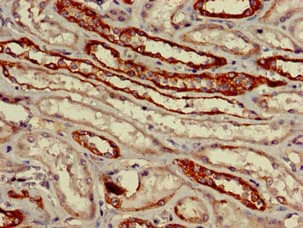 VNN1 Antibody