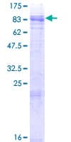 Human MCOLN1 / Mucolipin 1 Protein (Recombinant GST)