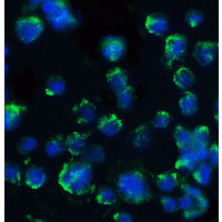 BACE1 / BACE Antibody