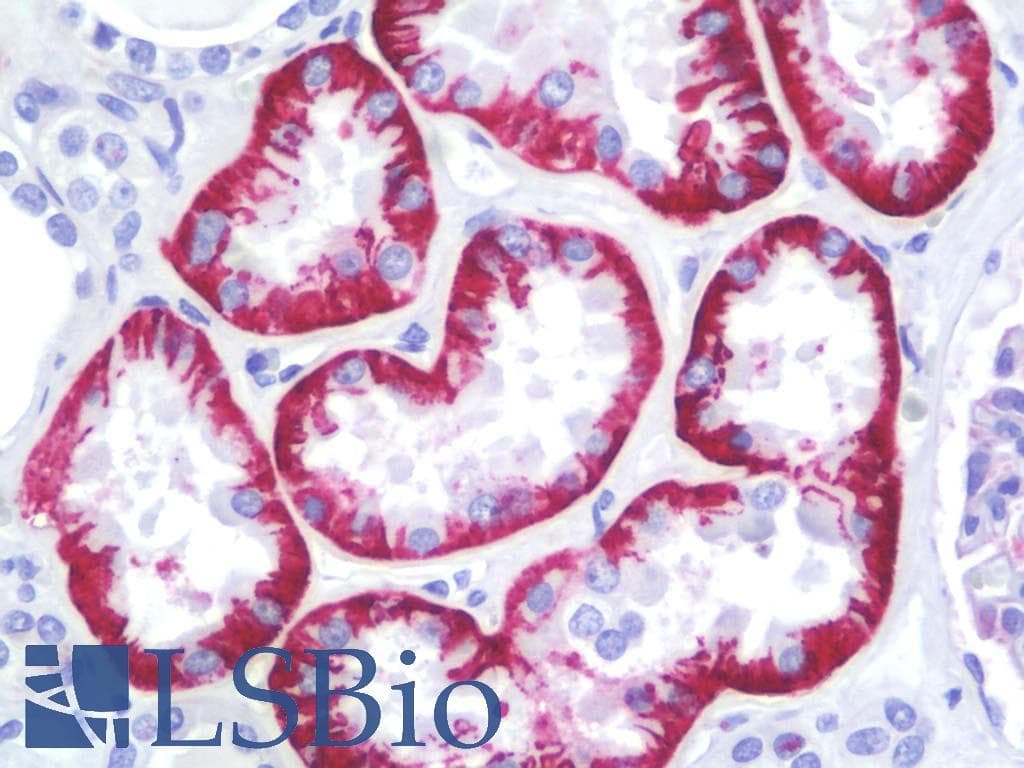 IHC-plus™ SLC7A8 / LAT2 Antibody