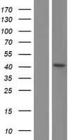 PPARD / PPAR Delta Protein (Over-Expression Lysate Myc-DDK (Flag))
