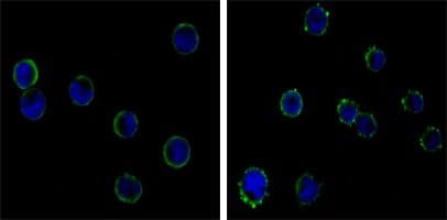 Monoclonal Mouse anti-Human CD19 Antibody (clone 200, IF)