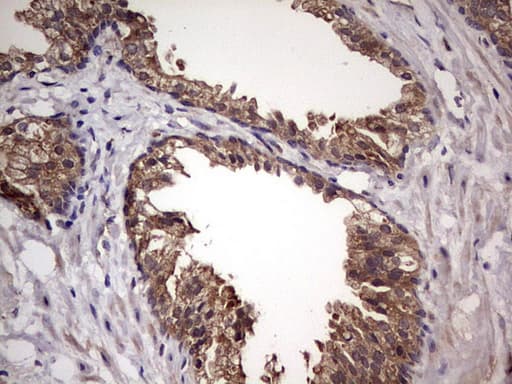 UFD1L Antibody (clone OTI8G6)