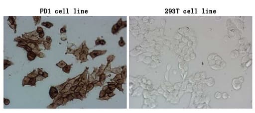 PDCD1 / CD279 / PD-1 Antibody (clone 4.00E+05, Carrier-free)