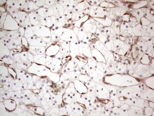 RBMS1 Antibody (clone OTI2H1, Carrier-free)
