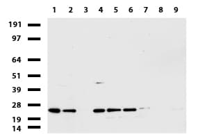Monoclonal Mouse anti-Human MRPS34 Antibody (clone UMAB125, IHC, IF, WB)