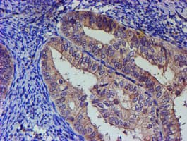 Monoclonal Mouse anti-Human PNMA3 Antibody (clone OTI2E6, IHC, WB)