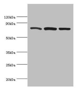 CAPN1 / Calpain 1 Antibody (aa20-330)
