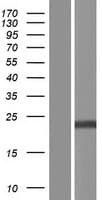 CXorf40B Protein (Over-Expression Lysate Myc-DDK (Flag))