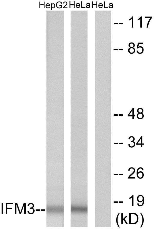 Fragilis / IFITM3 Antibody