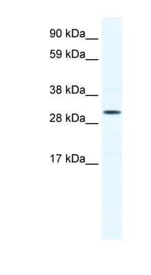 SOX12 Antibody (C-Terminus)