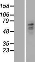 CPM / Carboxypeptidase M Protein (Over-Expression Lysate Myc-DDK (Flag))