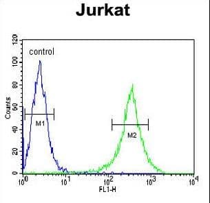 Polyclonal Rabbit anti-Human GLCNE / GNE Antibody (aa580-607, WB)