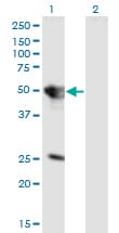 TUFT1 Antibody (clone 2C10)