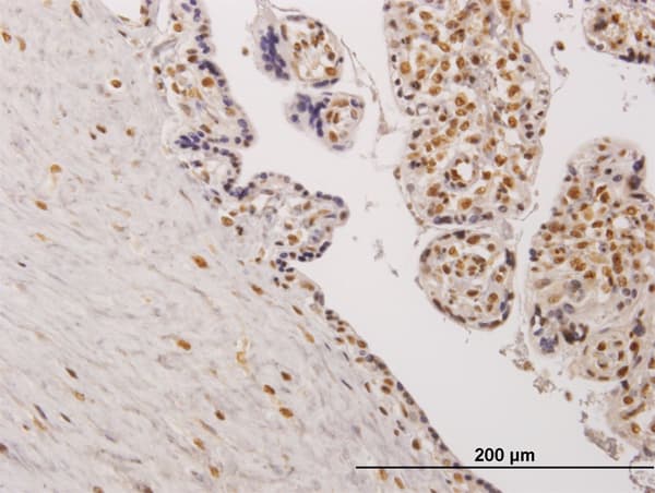 TESK2 Antibody (clone 5H4)