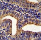 GHSR / Ghrelin Receptor Antibody (aa326-357)