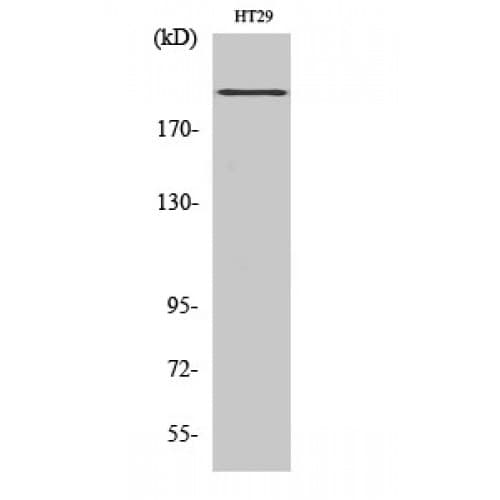 BRCA1 Antibody (1360-1440 aa)