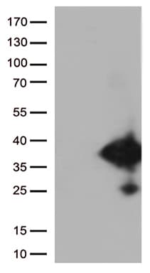 EFHD1 Antibody (clone OTI8F3)