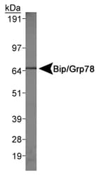 Polyclonal Rabbit anti-Human HSPA5 / GRP78 / BiP Antibody (Internal, WB)