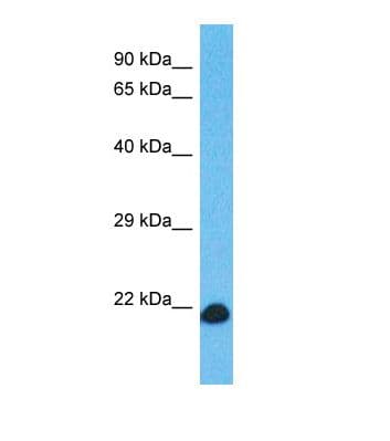 C6orf163 Antibody (C-Terminus)