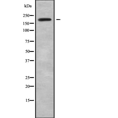 MYO16 Antibody
