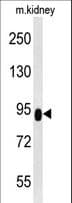 FRBZ1 / ZBTB41 Antibody (aa263-292)