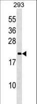 Polyclonal Rabbit anti-Human PPIL3 Antibody (aa118-146, WB)