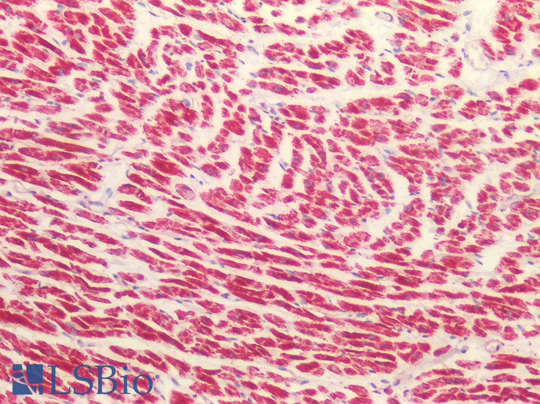 IHC-plus™ MAOB / Monoamine Oxidase B Antibody