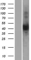 NUDT13 Protein (Over-Expression Lysate Myc-DDK (Flag))