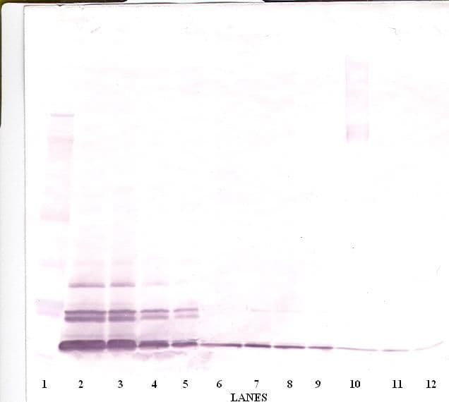 CCL26 / Eotaxin 3 Antibody