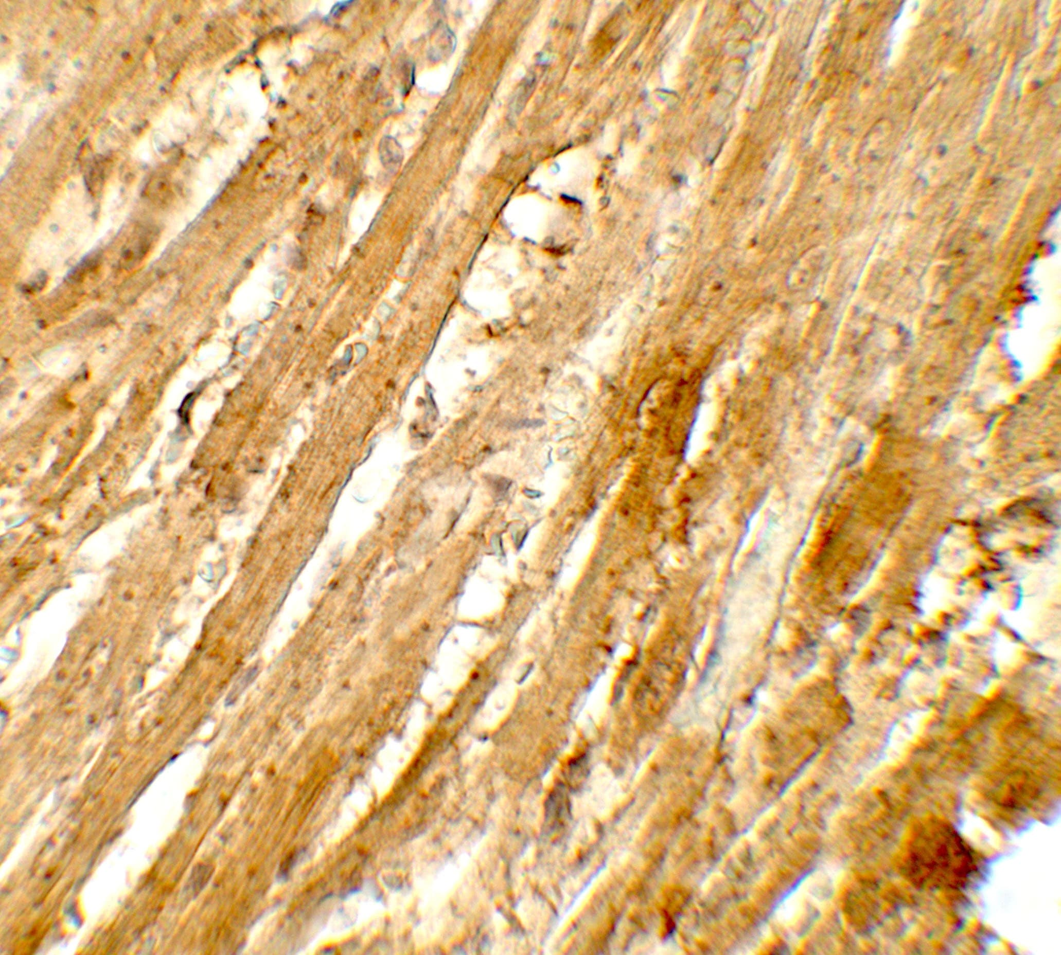 WAPAL / WAPL Antibody