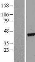 EIF2S2 Protein (Over-Expression Lysate Myc-DDK (Flag))