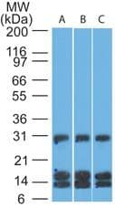 CD38 Antibody (aa71-197, clone 1G7F4, Azide-free)