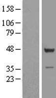 TSSC1 Protein (Over-Expression Lysate Myc-DDK (Flag))