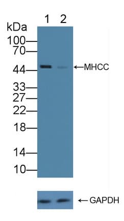 HLA-C Antibody (aa48-305)