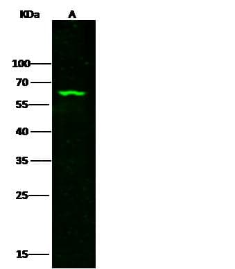 METAP2 Antibody (Preservative Free)