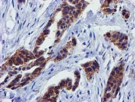 PYCRL Antibody (clone OTI3E1, Carrier-free)