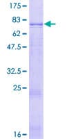 Human FSCN3 Protein (Recombinant GST)