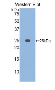 OSTF1 / OSF Antibody (aa10-215, Biotin)