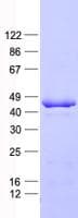 Human BMP2 Protein (Recombinant His, N-Terminal)