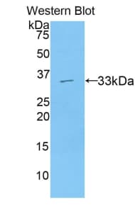 AXIN2 / Axin 2 Antibody (aa350-631)