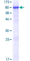 Human NMD3 Protein (Recombinant GST)