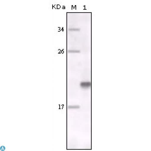 MER / MERTK Antibody
