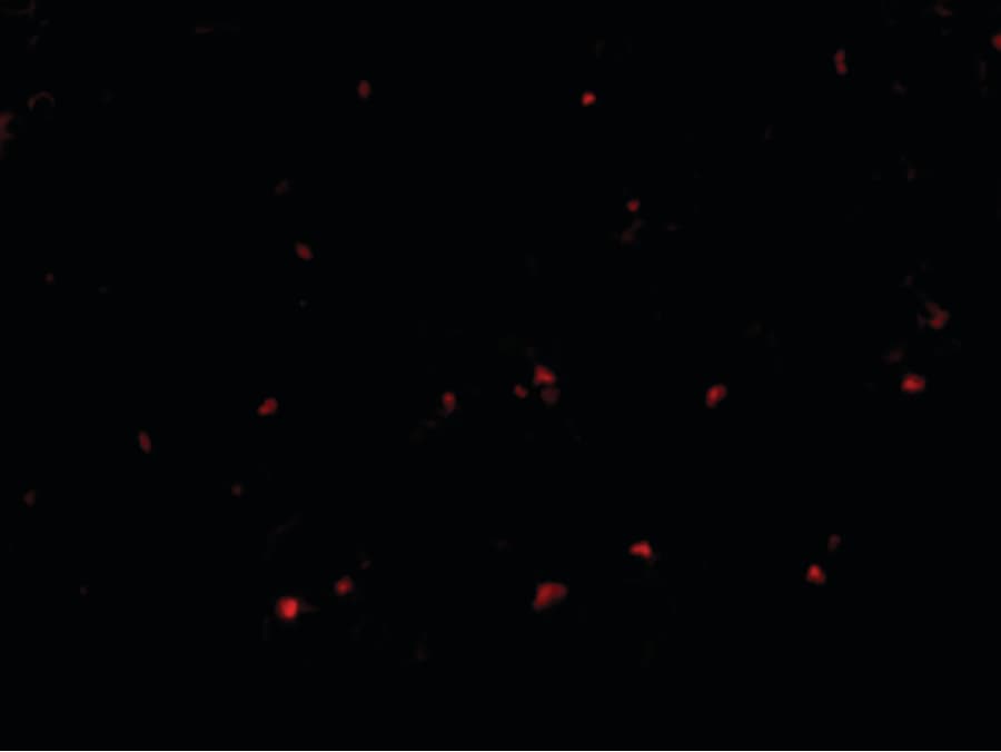 IHC-plus™ RP105 / CD180 Antibody